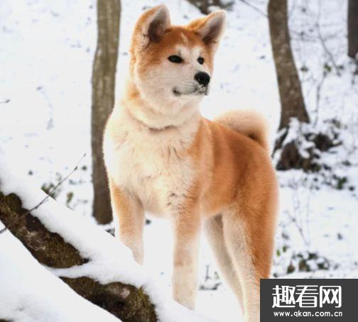 最不怕冷的10种狗狗 阿拉斯加雪橇犬上榜