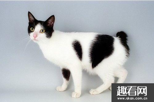 世界十大外表奇特的猫 日本短尾猫的尾巴和兔子一样短！