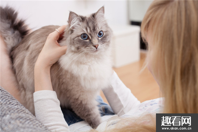 世界上最可爱的十种猫 布偶猫只能排倒数第一