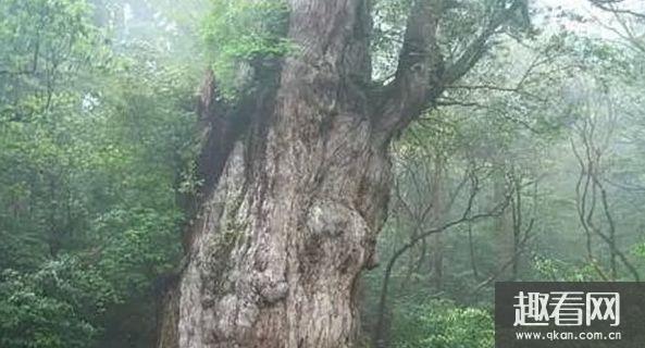 世界上最古老的一棵树，日本JhomonSugi树竟存活7200多年(震惊)