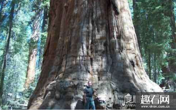 世界第一巨树，雪曼将军树巨杉（树龄约3200年）