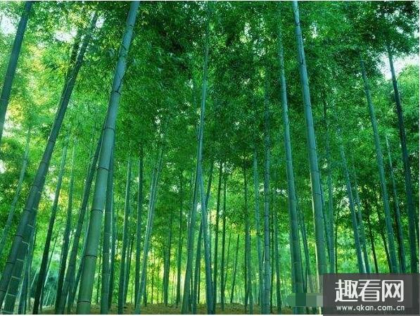 世界上最高的草，竹子属草本植物(巨龙竹最高达45米)