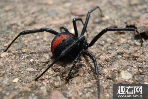 世界上最毒的蜘蛛排名，最毒蜘蛛巴西游走蛛获吉尼斯认证