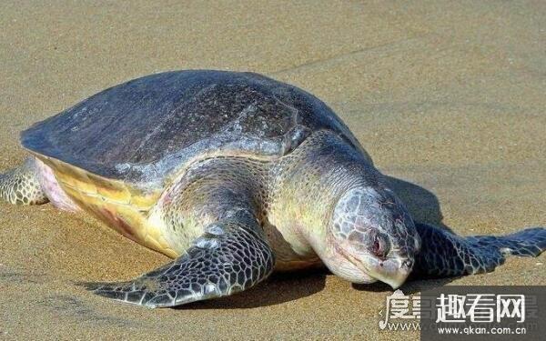 世界上最小的海龟，丽龟体长60-70厘米（曾被列为濒危物种）