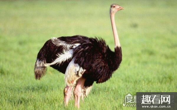 世界上现有最大的鸟，鸵鸟身高可达2.5米（已不能飞行）
