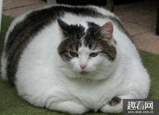 世界上最肥的猫，重达46斤(关于猫的十大世界之最盘点)