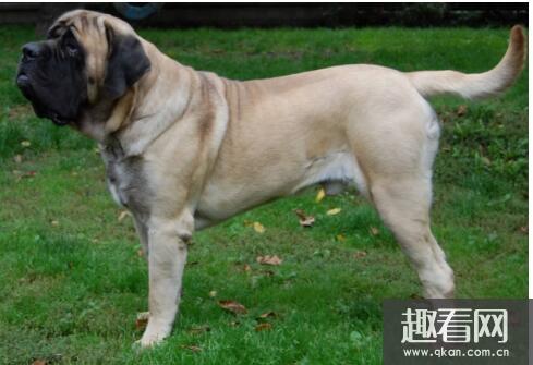 世界上名字最长的狗狗品种，哈士奇的全名竟多达11个字