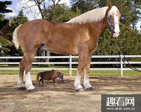 世界上最大的马种是什么马，克莱茨德尔马(重达1.45吨)