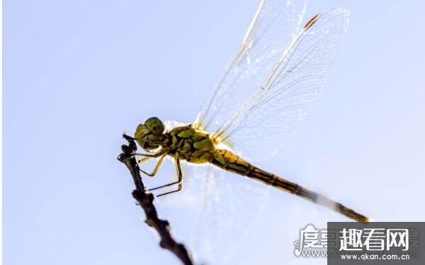 世界上什么动物眼睛最多，蜻蜓拥有10000-25000只眼睛（视力极好