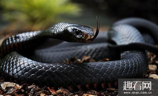 世界上速度最快的蛇，非洲黑曼巴(最快时速能达23公里)