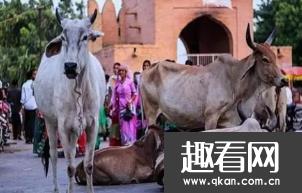 世界上牛最多的国家印度 占全球总数的1/4 视牛为神物严禁杀牛