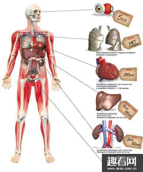 人体内主要器官分布图 人体七大系统的分布图