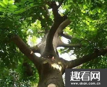 箭毒木是什么树 详解毒木之王见血封喉树