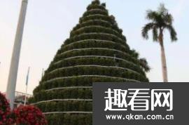 世界上最高的年桔树：可达三四层楼高 由1001颗小树组成