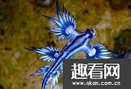 世界上最像外星生物的动物：阿特兰提库斯 蓝色的