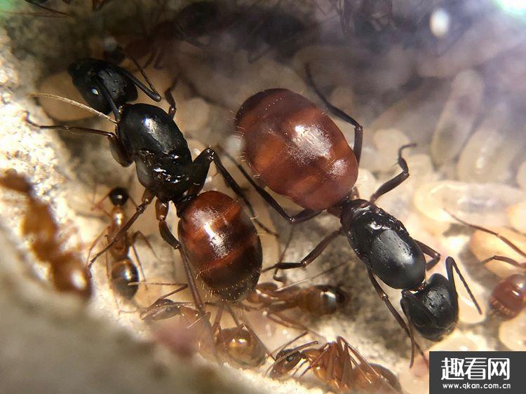 世界上最大的蚂蚁有多大图片 史上最大公牛蚁生活在哪里