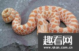 世界上最怂的蛇猪鼻蛇，吓人未成功就装死 宠物蛇