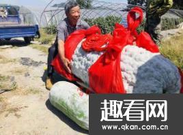 世界上最大的冬瓜：需四个壮汉才能搬动 重447.8斤