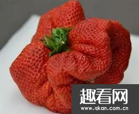 世界上最大的草莓：长相奇丑无比 重达250克