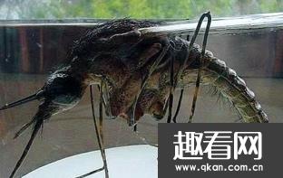 世界上最大的蚊子，金腹巨蚊长达40cm 不吸血专吃昆虫