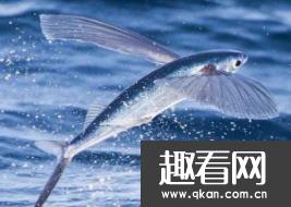 世界上飞的最远的鱼：翅膀状的鳍 水面飞400多米 飞鱼