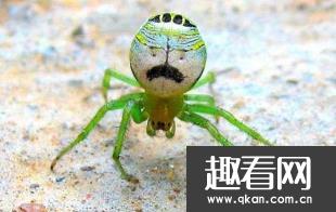 世界上最诡异的人面蜘蛛，背部花纹酷似人脸 细思极恐