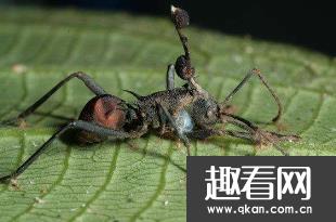 世界上最古老的僵尸蚂蚁，被4800万年前真菌侵蚀大脑致死