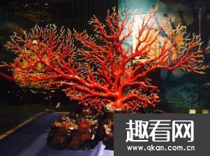 世界上最珍贵的珊瑚：台湾红珊瑚，20年长1寸 宝石级别