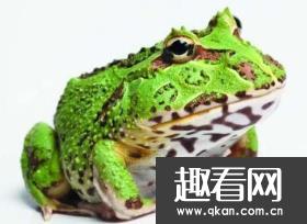 世界最萌宠物蛙，南美绿角蛙体型圆滚惹人爱 图片