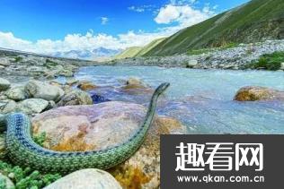 世界生存海拔最高的蛇，青藏高原温泉蛇 海拔4300米以上
