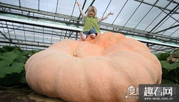 世界上最大的瓜是什么瓜，南瓜(世界上最大的南瓜重1吨)