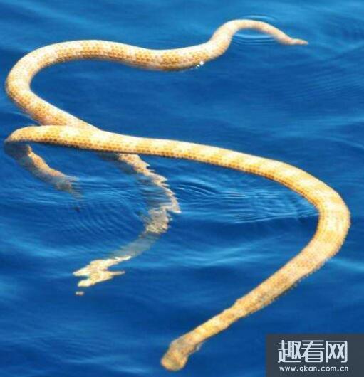 世界上最毒的海蛇排行，世界十大海蛇毒性排行榜