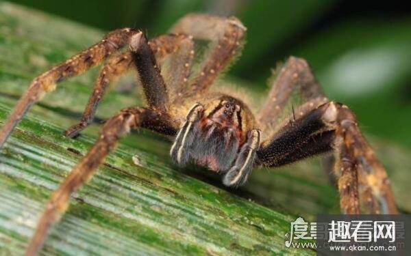 世界上最恐怖的蜘蛛，人类被咬后会危及生命（巴西漫游蜘蛛）