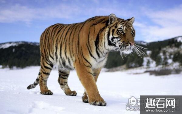 世界上体型最大的猫科动物，西伯利亚虎体长可达3米左右（濒危物