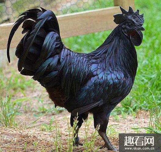 世界上最贵的鸡，印尼金属鸡一只600万(能抵上一套房)