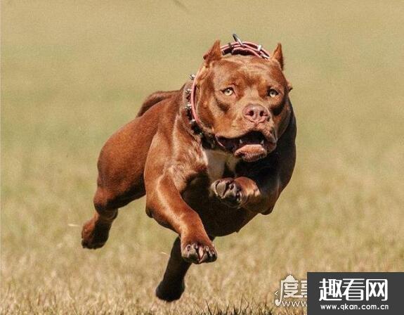 世界上最厉害的狗排名，藏獒屈居第二 第一是“美国斗兽场牛头梗