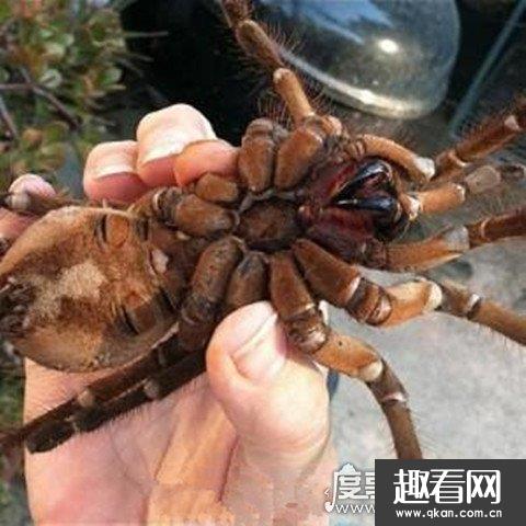 世界上最大的蜘蛛，巨型狼蛛体型和人脸一样大 以老鼠为食