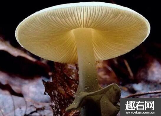 世界上最毒的蘑菇，致命白毒伞死亡率高达95%