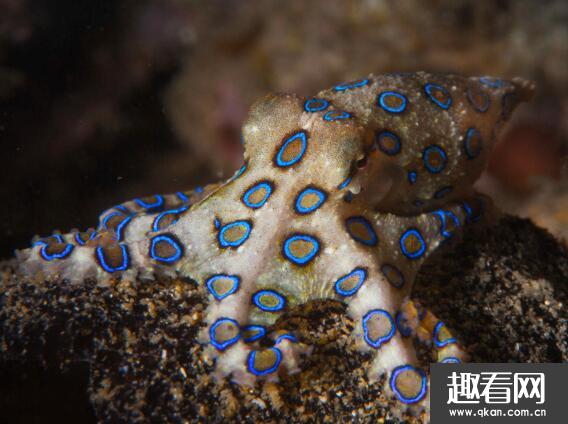 世界上最毒的章鱼，蓝环章鱼 毒素至今无药可医