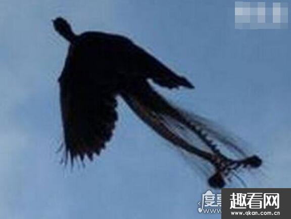 世界上最后一只凤凰，有人在黑龙江拍到凤凰 羽毛清晰可见
