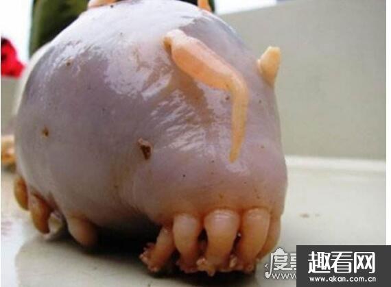 世界上最可爱的海洋生物，海猪 是一种十分圆润的可爱生物