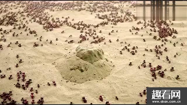 世界上最可怕的蚂蚁，沙漠行军蚁 一秒钟让你连骨头都不剩