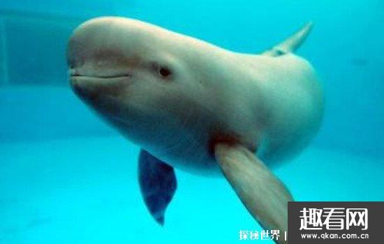 长江白鳍豚灭绝了吗，功能性灭绝 2004年最后一次出现为尸体