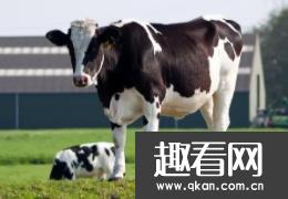 世界上最大的牛奶生产国：拥有934万头奶牛 十年持续增长