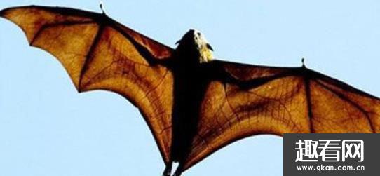 世界上最大的蝙蝠 马来大狐蝠不吃肉183厘米宽