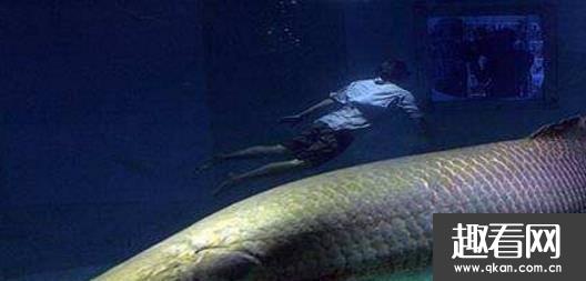 世界上最大的淡水鱼 巨型黄貂鱼重达0.36吨
