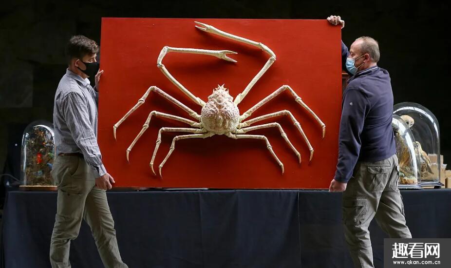 世界上最大的五种螃蟹 全世界最大的螃蟹有多大