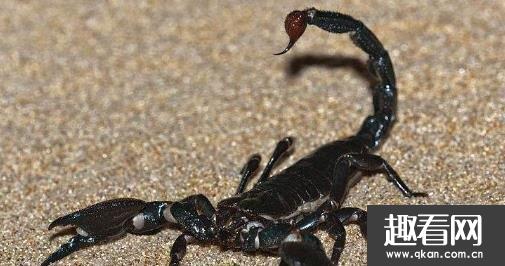 世界上最大的蝎子 非洲帝王蝎最大者达20厘米