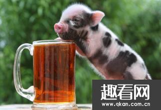世界上最小的猪：微型猪，重10公斤像西瓜 一类保护动物