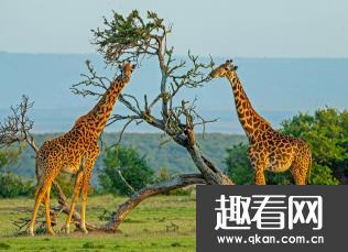 世界上最高的动物：长颈鹿，高达8米颈长2米 叉开腿喝水